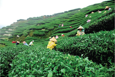 Sylhet attractive natural tourist place tea garden