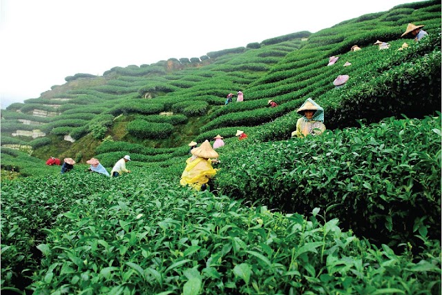 What to Visit in Sylhet : Bangladesh's "Daughter of Nature"