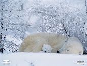 #7 Polar Bear Wallpaper