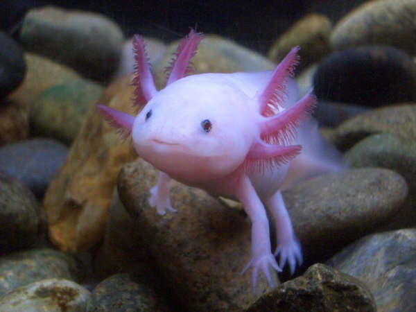 Axolotl by Ethan Hein from flickr (CC-NC-SA)