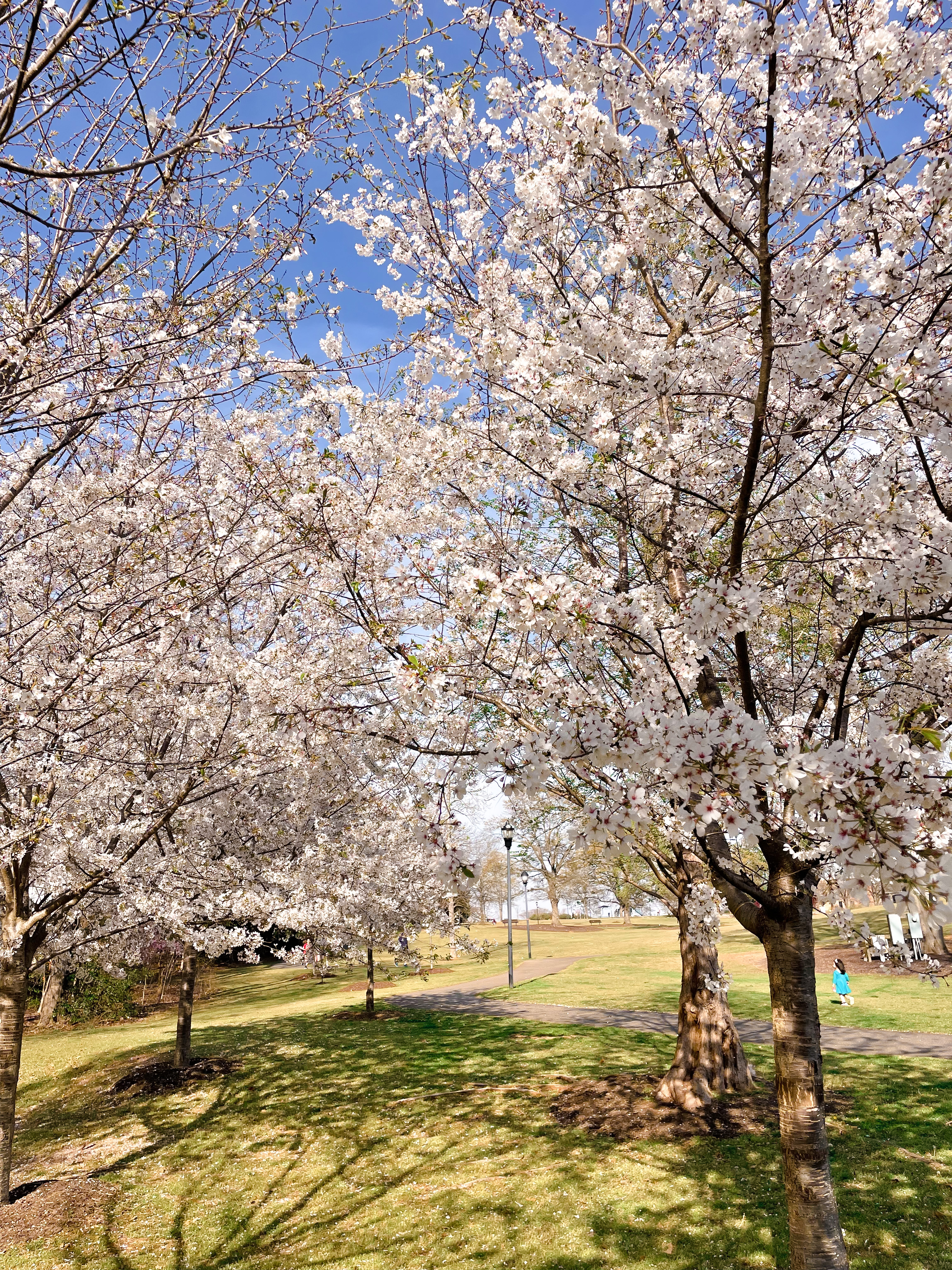 Legacy Park in Full Bloom in Spring