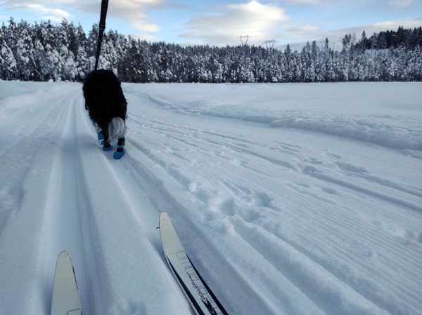 border collie igletjern skitur
