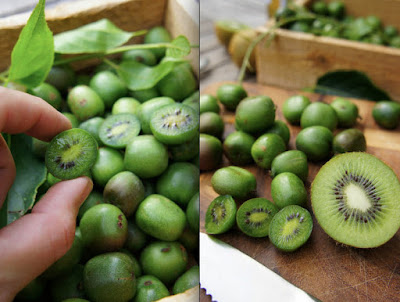 Cách trồng kiwi tí hon tại nhà