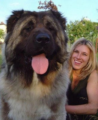 Largest   World on Biggest Dogs 006 Jpg