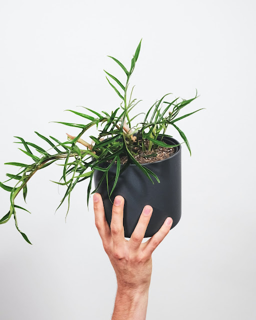 Philodendron tortum i potte, hånd som målestokk