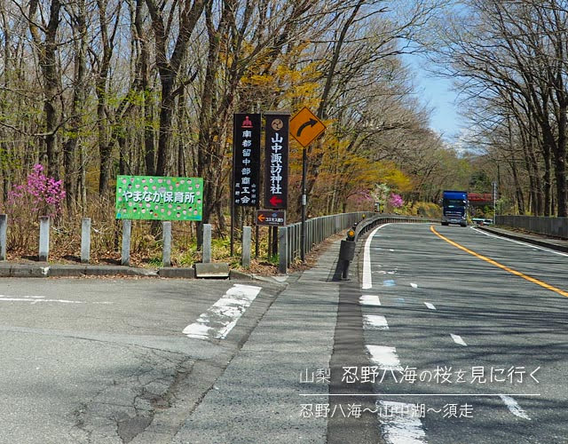 忍野八海の桜を見に行く旅 