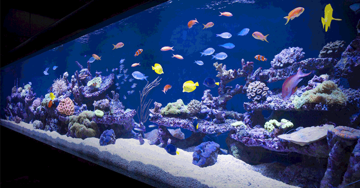 Image result for Casino Gets Hacked Through Its Internet-Connected Fish Tank Thermometer