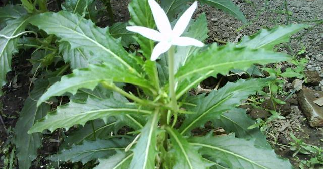 Manfaat Kitolod Si Bunga Bintang  Isotoma longiflora 