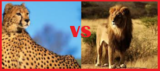 Male Lion Kills 2 Cheetahs, lion, cheetah, fight, animals