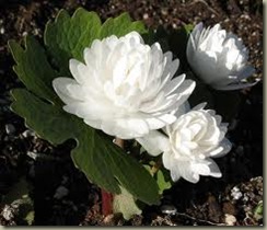 bloodroot double flowering