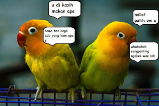 Mengenali Karakter Burung Lovebird Agar Lebih Mudah Mensettingnya