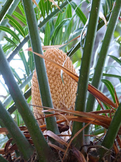 Cycas du Japon - Cycas revoluta - Sagou du Japon - Sagoutier