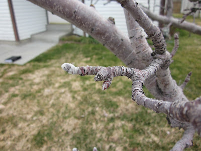 Apple Tree Spur