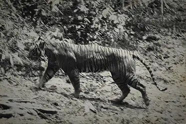 Penemuan Tapak Kaki Harimau Ranu Kuning di Lererng Gunung Semeru
