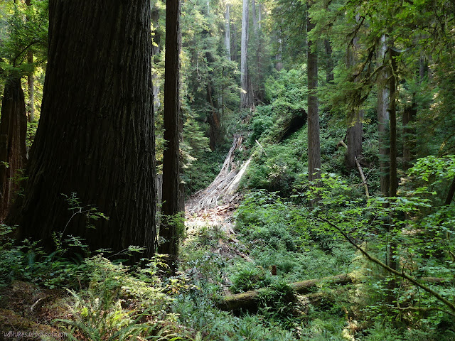 fallen tree pulverized by the fall