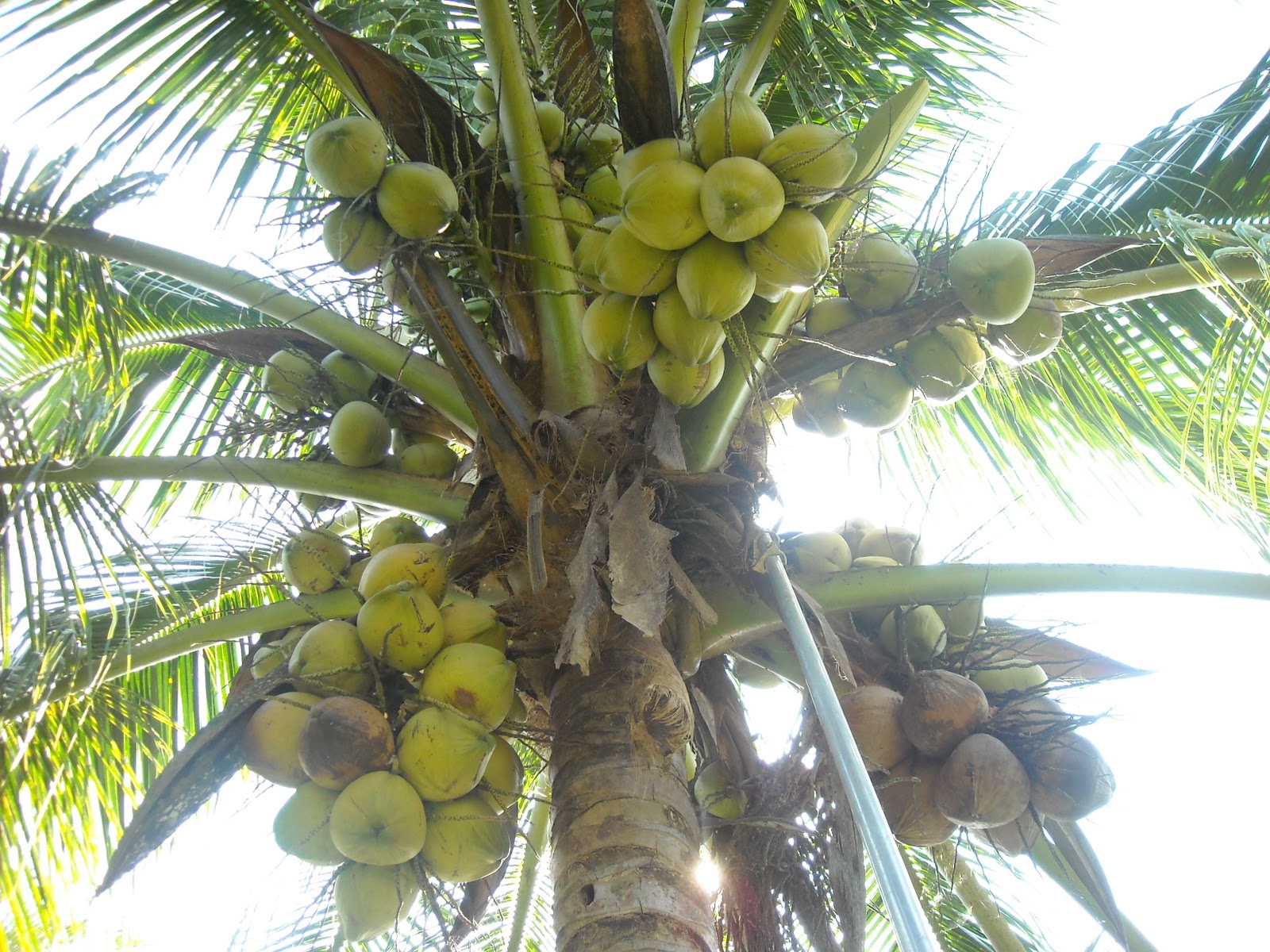 pembekal benih kelapa  matag