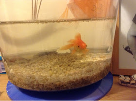 goldfish in blue bowl with gravel 