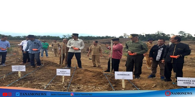 Integrasi Jagung-Sawit Bergulir, Gubernur Mahyeldi Dan Bupati Safaruddin Tanam Perdana 