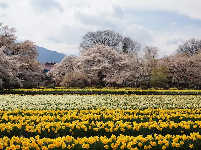 山高神代桜　水仙