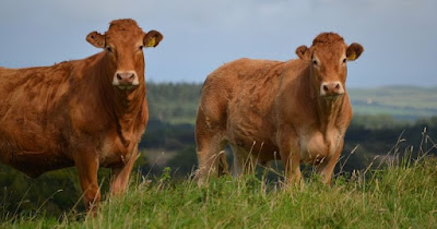 7% of American adults believe that chocolate milk comes from  brown cows