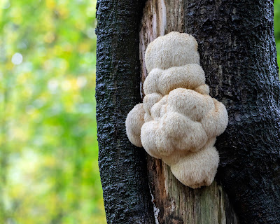 Lion's Mane Mushrooms For Dogs.  Photo of Lion's Mane mushroom growing on tree