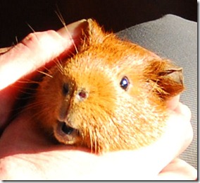 cavia