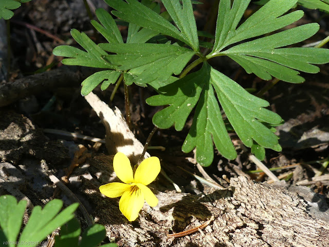 yellow violet with deeply devided leaves