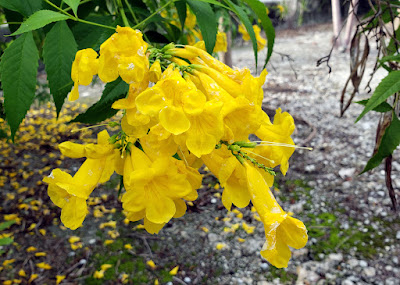 Yellow Elder flowers close up