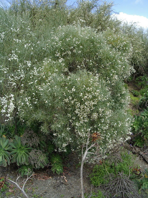 Parolinia glabriuscula