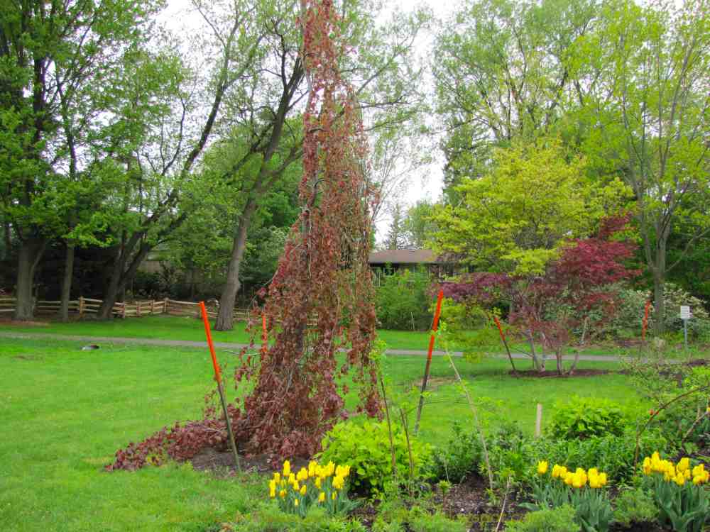 The Japanese Maple trees,