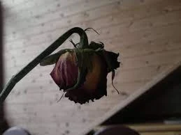 মৃত গোলাপ ফুলের ছবি - Pictures of dead roses - ২০ রঙের গোলাপ ফুলের ছবি - গোলাপ ফুলের বিভিন্ন জাত - Pictures of 20 colored roses - NeotericIT.com