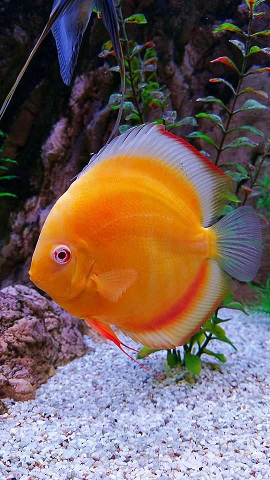 Can you keep Discus fish