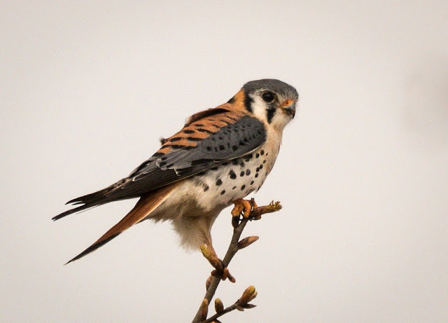 American Kestrels Diet