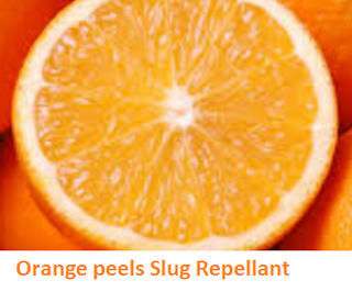 Orange citrus fruit peel  slug repelleant - Oranges citrus fruit peel (Santre Ke Chilke) 