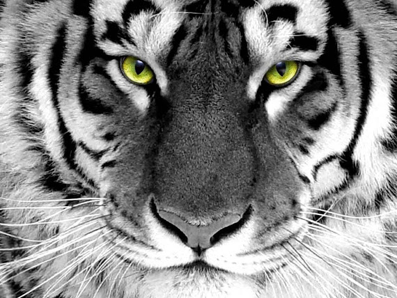 gambar harimau, foto harimau, wallpaper harimau terbaru, wallpapaper harimau keren, tiger wallpaper