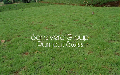 Rumput Swis