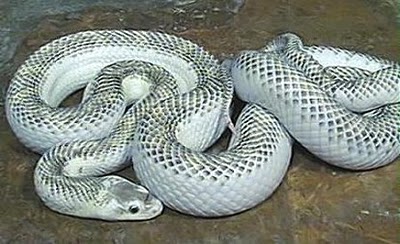 whitesnake Amazing Colorful Snakes   Most Beautiful Venomous Snakes of the World