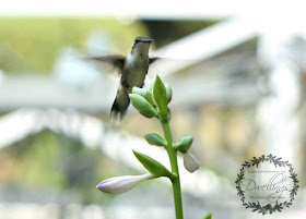 Hummingbird