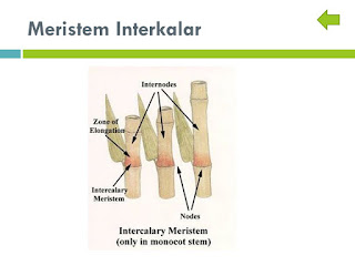  http://www.sigerpendidikan.com/2016/10/pengertian-jaringan-meristem-dan-contoh.html