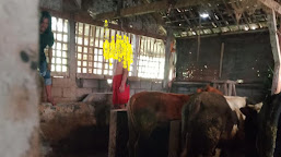  Warga Tegalsari Ditemukan Tewas Gantung Diri Di Kandang Sapi