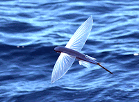 Flying Fish