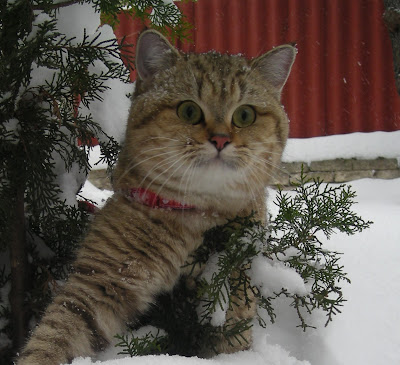 Black golden shaded British shorthair