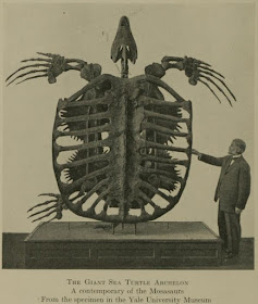 Tamaño Archelon, fotografía fósil