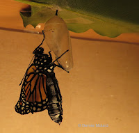 Just emerged Monarch, wings getting larger - © Denise Motard