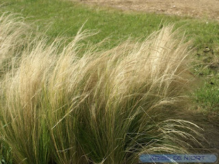 Cheveux d'ange - Stipe à feuilles ténues - Stipa tenuifolia - Nassella tenuissima