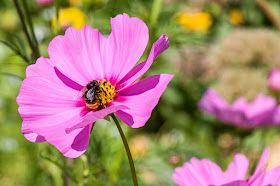 Bumblebee on cosmos flower črmlj na rožici cosmos summer fantasy