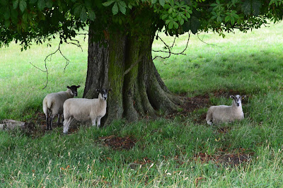 chatsworth park derbyshire sheep