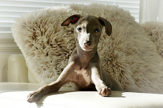 Italian Greyhound Sighthound puppies for sale