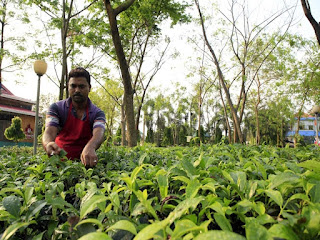 Kolkata has its own tea garden! Can you believe this?