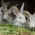 How to Start a Successful Rabbit Farm
